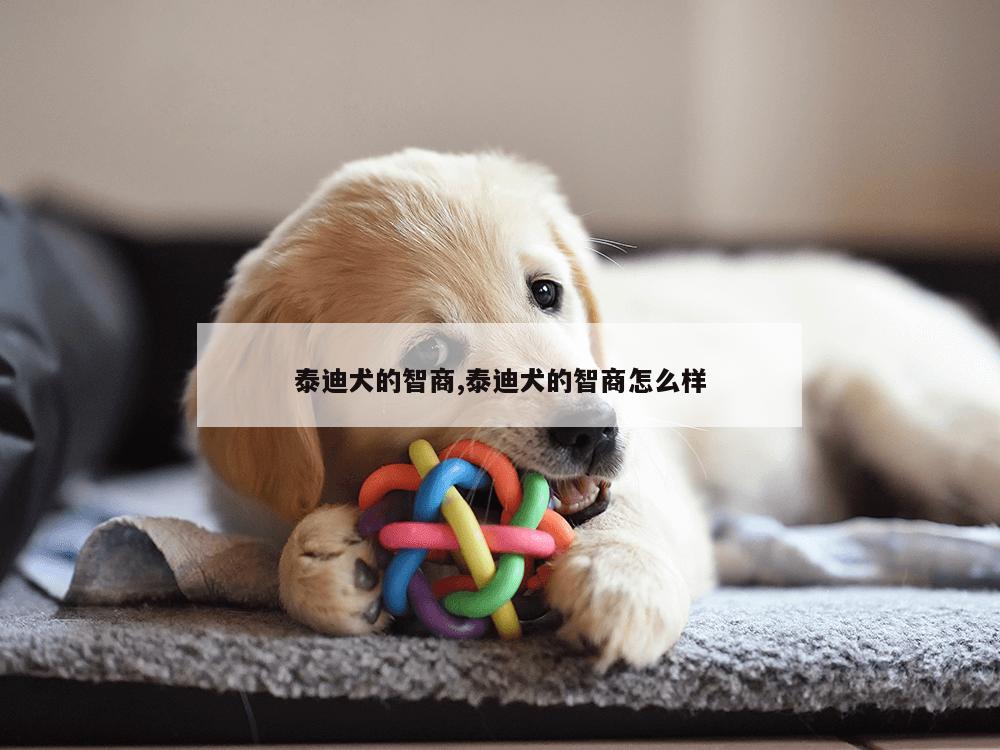 泰迪犬的智商,泰迪犬的智商怎么样